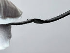 A close-up of a black textured watch strap for a Léonard Genève, being held by a white fabric or glove on the left, against a plain light gray background.